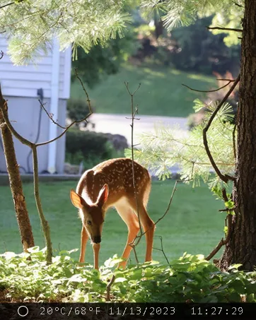 Daytime trail camera photo of a young deer grazing on a lawn