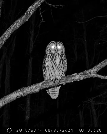 Infrared night photo of an owl perched on a branch