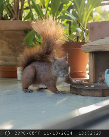 Trail camera photo of a squirrel on a backyard deck